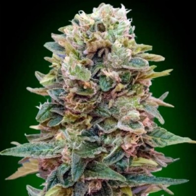 Auto Afghan Mass Feminised Auto Afghan Mass Feminised