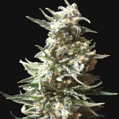 Auto Bruce Banner Feminised Auto Bruce Banner Feminised