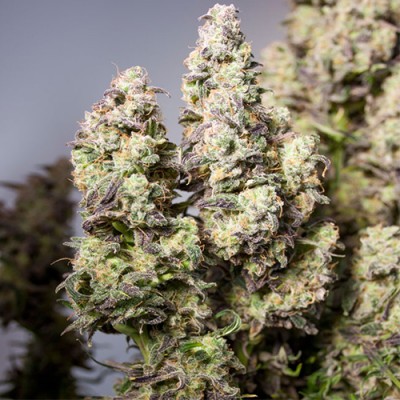 Auto Colorado Cookies Feminised Auto Colorado Cookies Feminised