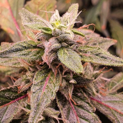 Auto Critical Neville Haze Feminised Auto Critical Neville Haze Feminised