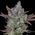 Auto Gorilla Cookies Feminised Auto Gorilla Cookies Feminised