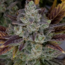 Auto Gorilla Cookies Fem