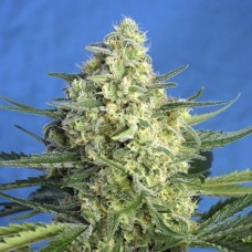 Auto Jack 47 XL Fem Auto Jack 47 XL Fem