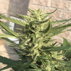 Auto Lemon Haze Fem Auto Lemon Haze Fem