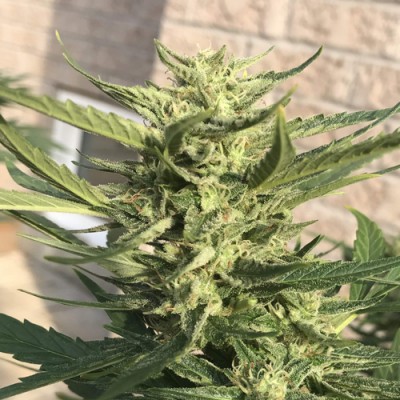 Auto Lemon Haze Feminised Auto Lemon Haze Feminised