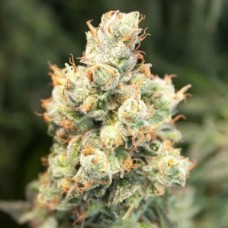 Auto Orange Bud Fem