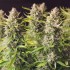 Auto Orange Bud Feminised Auto Orange Bud Feminised