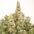 Auto Orange Bud Feminised Auto Orange Bud Feminised