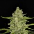 Auto Papaya Cookies Feminised Auto Papaya Cookies Feminised