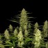 Auto Papaya Cookies Feminised Auto Papaya Cookies Feminised