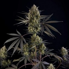 Auto Pound Cake Fem
