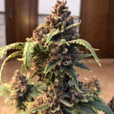 Auto Runtz Fem