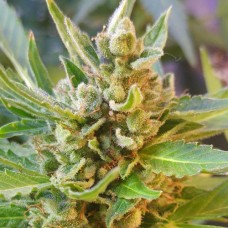 Auto Somango Fem Auto Somango Fem
