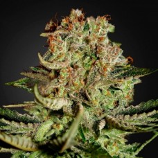 Auto Super Bud Fem Auto Super Bud Fem