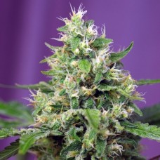 Auto Sweet Amnesia Haze XL Fem Auto Sweet Amnesia Haze XL Fem