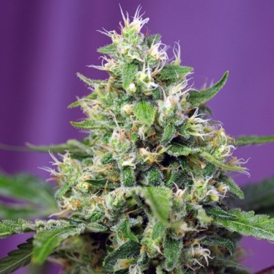 Auto Sweet Amnesia Haze XL Feminised Auto Sweet Amnesia Haze XL Feminised