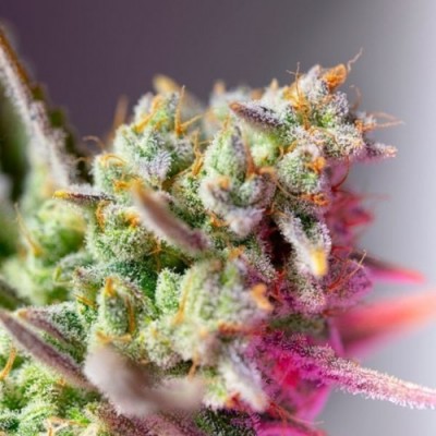 Auto Sweet Mimosa XL Feminised Auto Sweet Mimosa XL Feminised