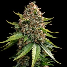 Auto White Widow XXL Fem Auto White Widow XXL Fem