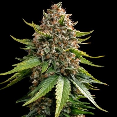 Auto White Widow XXL Feminised Auto White Widow XXL Feminised