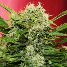 Auto Chronic Ryder Fem