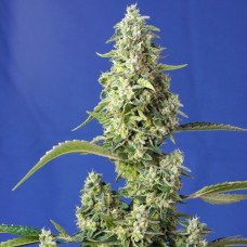 Auto Gorilla Girl XL Fem
