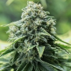 Auto Critical Mass Fem Auto Critical Mass Fem