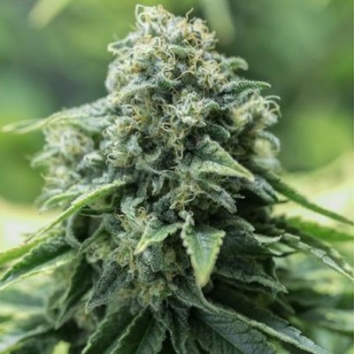 Auto Critical Mass Feminised