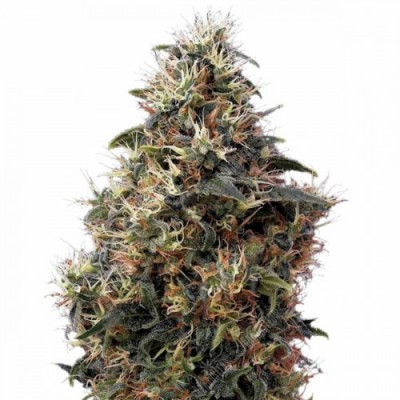 Auto Sweet Mango Feminised