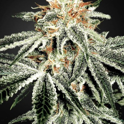 Auto White Widow CBD Feminised