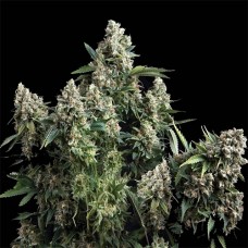 Auto Tutankhamon Fem Auto Tutankhamon Fem