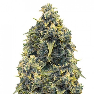 CBD Mango Haze Feminised