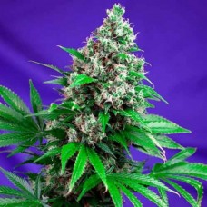 Killer Kush Fast Version Fem Killer Kush Fast Version Fem
