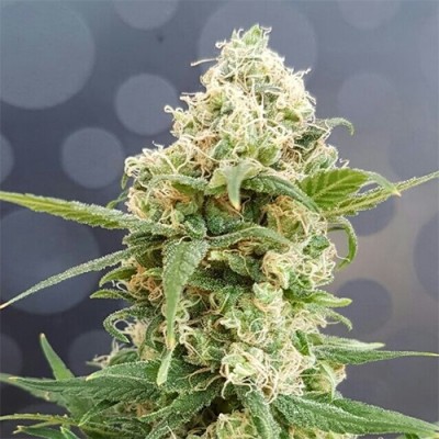 Auto Pineapple Feminised