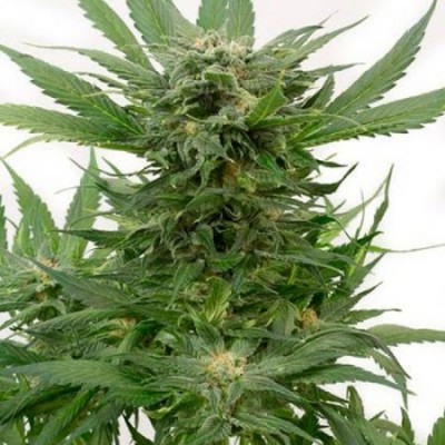 Auto Sour Diesel Feminised