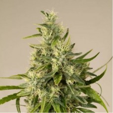 Auto Trainwreck Fem Auto Trainwreck Fem