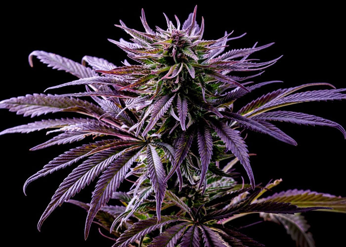 Фиолетовый оттенок конопли закон марихуана