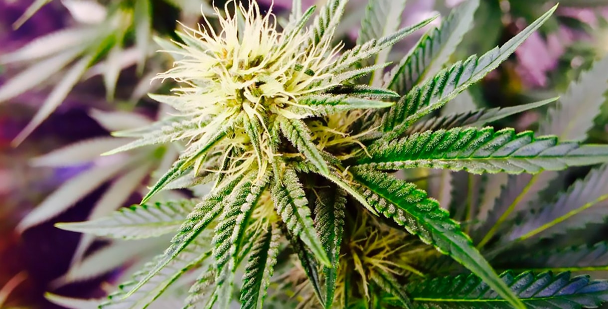 Ака 47 марихуана заказ семян конопли по интернету